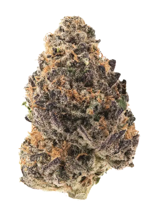 Papayafiya, papaya aroması ve rahatlatıcı etkisiyle bilinen Indica baskın bir türdür. Yaratıcılığı tetikler. Genetik yapısını ve faydalarını keşfedin.