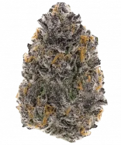 Paradiso, tropikal meyve aromaları ve canlandırıcı etkisiyle öne çıkan Indica dominant bir türdür. Sosyal kaygı ve stresi azaltmaya yardımcı olur. Özelliklerini keşfedin.