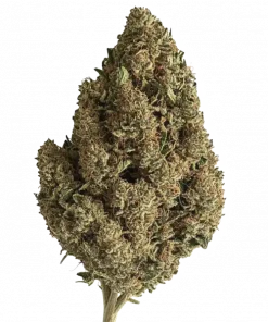 Parfait, vanilya aroması ve yüksek THC içeriğiyle bilinen Indica dominant bir türdür. Derin rahatlama ve öfori sunar. Genetik yapısını keşfedin.