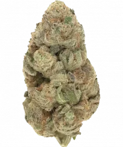 Parti Çocuğu, tatlı meyve aromaları ve yüksek THC içeriğiyle bilinen Indica baskın bir türdür. Ağrı ve uykusuzluğa iyi gelir. Genetik yapısını keşfedin.