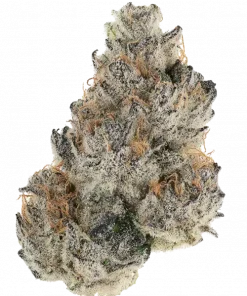 Party Monzter, vanilya kurabiyesi aromaları ve yüksek THC içeriğiyle öne çıkan dengeli bir hibrit türdür. Zihinsel ve fiziksel etkilerini keşfedin.