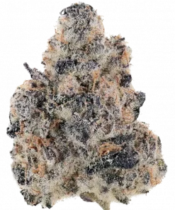 Passion #1, ferahlatıcı limon aroması ve THC oranıyla öne çıkan bir Indica türüdür. Stres ve kaygıya karşı potansiyel faydalarını keşfedin.