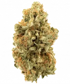 Passion Fruit, tropikal meyve aromaları ve yüksek THC içeriğiyle bilinen Sativa baskın bir türdür. Enerji verici etkileriyle öne çıkar. Özelliklerini keşfedin.