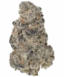 Passion Ivy, tatlı çilek aroması ve THC oranıyla öne çıkan dengeli bir hibrit türdür. Öforik etkilerini ve genetik yapısını keşfedin.