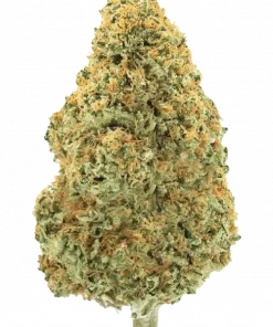 Passion Orange Zmoothie, portakal ve çarkıfelek aromalı, yüksek verimli bir türdür. Stresi azaltan rahatlatıcı etkileriyle öne çıkar. Özelliklerini keşfedin.