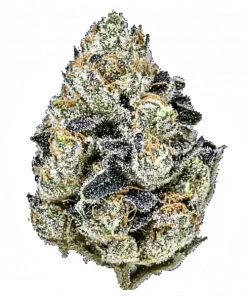 Payzos, yakıtımsı ve tatlı aromalarıyla öne çıkan Indica baskın bir türdür. Yüksek THC içeriğiyle derin rahatlama sağlar. Genetik yapısını keşfedin.