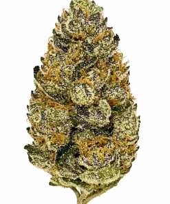 Peanut Butter Soufflé, sert aroması ve yüksek THC içeriğiyle bilinen Indica baskın bir türdür. Benzersiz lezzet profilini ve potansiyel faydalarını keşfedin.