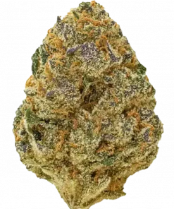 Peach Cobbler, şeftali aromaları ve dengeli genetiğiyle öne çıkan bir hibrit türdür. Canlandırıcı etkileriyle bilinir. Bu eşsiz türü keşfedin.