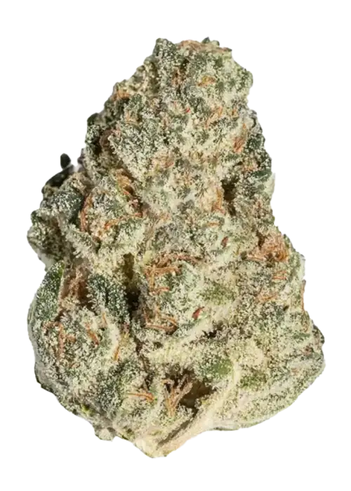 Peach Crescendo F-1, tatlı şeftali aroması ve THC içeriğiyle öne çıkan indica baskın bir türdür. Sakinleştirici etkilerini keşfetmek için hemen görüntüleyin.