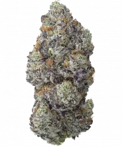 Peach Daiquiri, şeftali likörü aroması ve dengeli etkisiyle öne çıkan Indica dominant bir türdür. Yüksek verimli bu türün genetik yapısını keşfedin ve hemen inceleyin.