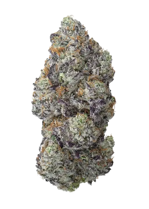 Peach Daiquiri, şeftali likörü aroması ve dengeli etkisiyle öne çıkan Indica dominant bir türdür. Yüksek verimli bu türün genetik yapısını keşfedin ve hemen inceleyin.