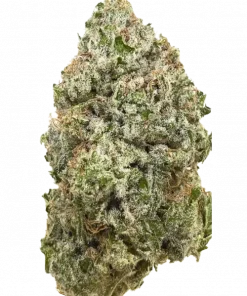 Peach Nishi, şeftali aroması ve rahatlatıcı etkileriyle öne çıkan dengeli bir hibrit türdür. Yüksek reçine üretimiyle bilinir. Özelliklerini keşfedin.