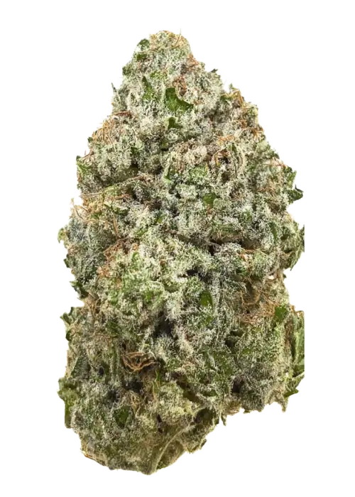 Peach Nishi, şeftali aroması ve rahatlatıcı etkileriyle öne çıkan dengeli bir hibrit türdür. Yüksek reçine üretimiyle bilinir. Özelliklerini keşfedin.