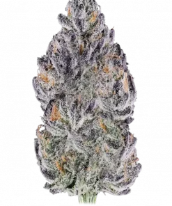 Peach Tea, şeftali aroması ve yüksek THC içeriğiyle öne çıkan sativa baskın bir türdür. Dengeli etkileri ve genetik yapısını keşfedin.