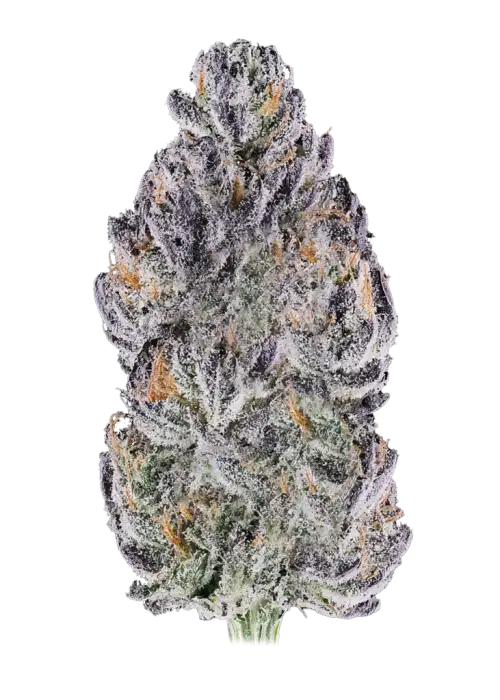 Peach Tea, şeftali aroması ve yüksek THC içeriğiyle öne çıkan sativa baskın bir türdür. Dengeli etkileri ve genetik yapısını keşfedin.