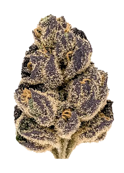 Peanut Butter Cop, yakıtımsı notaları ve rahatlatıcı etkisiyle bilinen Indica baskın bir türdür. Orta seviyedeki THC içeriğiyle ideal. Özelliklerini keşfedin.