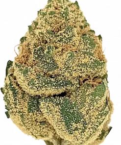 Fıstık Ezmeli Gelato, tatlı aroması ve yüksek THC içeriğiyle bilinen Indica baskın türdür. Uykusuzluk ve ağrı tedavisinde etkilidir. Özelliklerini keşfedin.