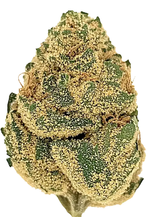 Fıstık Ezmeli Gelato, tatlı aroması ve yüksek THC içeriğiyle bilinen Indica baskın türdür. Uykusuzluk ve ağrı tedavisinde etkilidir. Özelliklerini keşfedin.