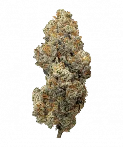 Fıstık Ezmesi Limon, tatlı fıstık ve narenciye aromalarıyla öne çıkan Sativa baskın bir türdür. Yüksek THC içeriğiyle yaratıcılığı keşfedin. Etkilerini görüntüleyin.