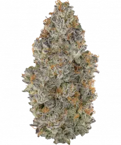 Pegasus Poop, yakıtımsı ve tatlı aromaları ile öne çıkan dengeli bir hibrit türdür. THC içeriğiyle stresi azaltır ve rahatlama sağlar. Hemen keşfedin.
