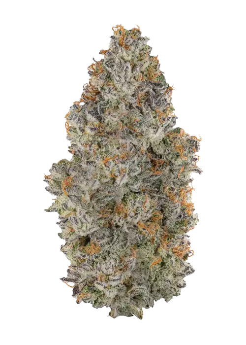 Pegasus Poop, yakıtımsı ve tatlı aromaları ile öne çıkan dengeli bir hibrit türdür. THC içeriğiyle stresi azaltır ve rahatlama sağlar. Hemen keşfedin.