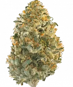 Pellezino, tatlı portakal aroması ve yüksek THC içeriğiyle öne çıkan indica baskın bir türdür. The Original Z genetiğini keşfedin ve eşsiz lezzetini görüntüleyin.