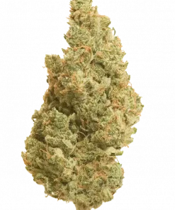 Pennywise, tatlı meyve aromaları ve dengeli THC/CBD içeriğiyle öne çıkan Indica baskın bir türdür. Tıbbi faydalarını keşfetmek için hemen görüntüleyin.