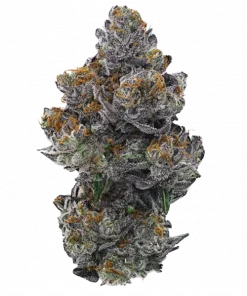 Pepe Silvia R1, kimyasal limon aroması ve yüksek THC içeriğiyle bilinen bir hibrit türdür. Canlandırıcı etkilerini ve genetik yapısını keşfedin.