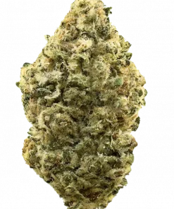 Perm OG, sert yakıtımsı aroması ve yüksek THC içeriğiyle bilinen Indica baskın bir türdür. Rahatlatıcı etkileri ve genetik yapısını keşfedin.