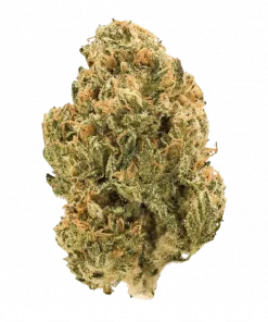 Perma Diesel, yakıtımsı ve turunçgil aromalarıyla öne çıkan Sativa ağırlıklı bir hibrit türdür. Yaratıcılığı artıran etkilerini keşfedin ve hemen görüntüleyin.