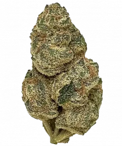 Permafrost, yakıtımsı notaları ve yüksek THC içeriğiyle öne çıkan Sativa baskın bir türdür. Yaratıcılığı tetikleyen genetik yapısını keşfedin ve etkilerini görüntüleyin.