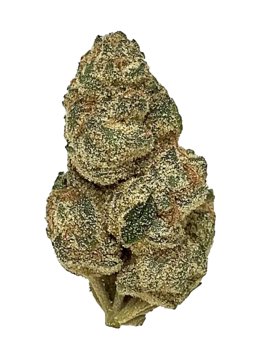 Permafrost, yakıtımsı notaları ve yüksek THC içeriğiyle öne çıkan Sativa baskın bir türdür. Yaratıcılığı tetikleyen genetik yapısını keşfedin ve etkilerini görüntüleyin.