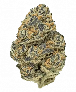 Permanent Gas, yakıtımsı aroması ve 'e varan THC içeriğiyle öne çıkan Indica dominant bir türdür. Yoğun etkilerini ve genetik yapısını keşfedin.