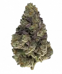 Permanent Jealousy XL Auto, nane-turunçgil aromalı ve yüksek THC'li Indica dominant bir türdür. Yaratıcılığı tetikleyen bu türün genetik yapısını keşfedin.