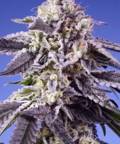 Permanent Jealousy XL Auto Fem Esrar Tohumu (Sweet Seeds)