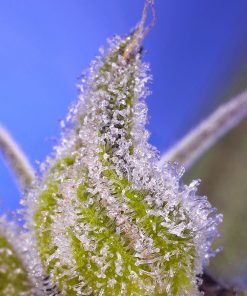 Permanent Jealousy XL Auto Fem Esrar Tohumu (Sweet Seeds)