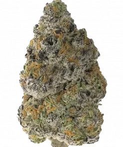 Permanent Marker, sert aroması ve yüksek THC içeriğiyle öne çıkan Indica dominant bir türdür. Yaratıcılığı artıran etkilerini keşfedin ve rahatlayın.