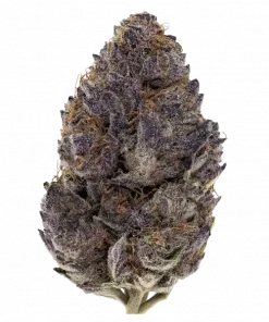 Permanent Midnight, tatlı meyve aromaları ve rahatlatıcı etkisiyle bilinen Indica baskın bir türdür. Kronik ağrı ve stresi hafifletmeye yardımcı olabilir. Özelliklerini keşfedin.