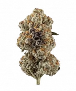 Permanent Paradize, yakıtımsı ve peynir aromalarıyla öne çıkan Sativa baskın bir türdür. Yüksek THC içeriğiyle yaratıcılığı keşfedin. Özelliklerini görüntüleyin.