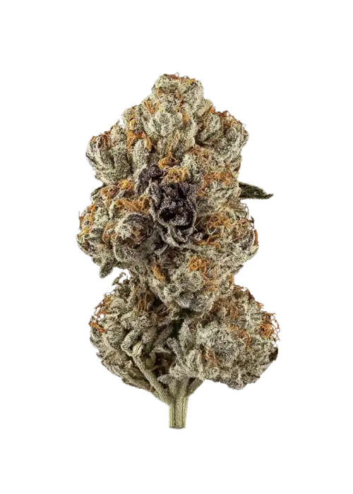 Permanent Paradize, yakıtımsı ve peynir aromalarıyla öne çıkan Sativa baskın bir türdür. Yüksek THC içeriğiyle yaratıcılığı keşfedin. Özelliklerini görüntüleyin.