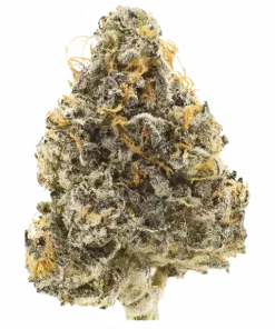 Peyote Cookies, tropikal aroması ve yüksek THC içeriğiyle bilinen baskın bir Indica türüdür. Spazmlara ve ağrıya iyi gelir. Genetik yapısını keşfedin.