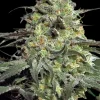 Peyote Cookies Feminized Esrar Tohumu (Barney's Farm)