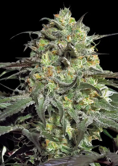 Peyote Cookies Feminized Esrar Tohumu (Barney's Farm)