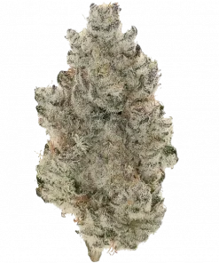 PF Fritter, fındıksı aroması ve yüksek THC içeriğiyle bilinen indica baskın bir türdür. Derin rahatlama ve mutluluk sunar. Özelliklerini keşfedin.