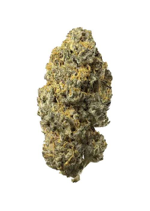 Philbo Baggins, toprak aromaları ve rahatlatıcı etkisiyle öne çıkan Indica dominant bir türdür. Uykusuzluk için ideal. Genetik yapısını keşfedin.