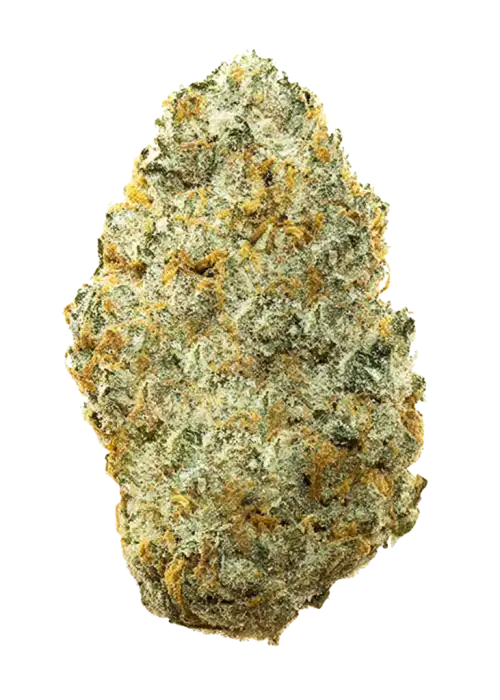 Pi’nana Jack, tatlı muz aroması ve dengeleyici etkileriyle öne çıkan bir hibrit türdür. Stres ve kaygı için ideal. Genetik yapısını ve potansiyelini keşfedin.