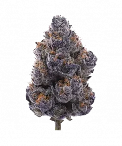 Pie Crust, yüksek THC içeriği ve eşsiz nane aromasıyla bilinen Sativa dominant bir türdür. Canlandırıcı etkilerini ve genetik yapısını keşfedin.