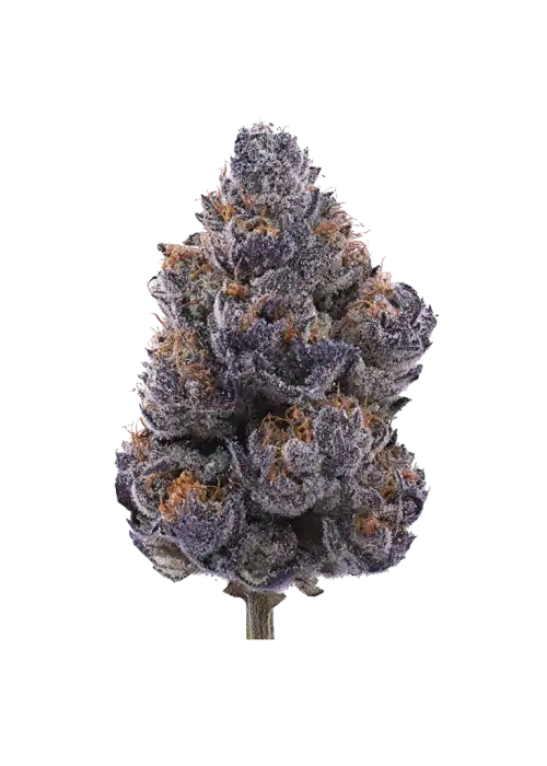 Pie Crust, yüksek THC içeriği ve eşsiz nane aromasıyla bilinen Sativa dominant bir türdür. Canlandırıcı etkilerini ve genetik yapısını keşfedin.