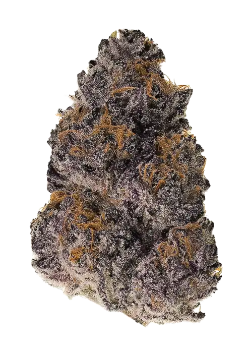 Pimp Zlap, meyveli şeker aroması ve rahatlatıcı etkileriyle öne çıkan dengeli bir hibrit türdür. Stresi azaltmaya yardımcı bu özel türü keşfedin.