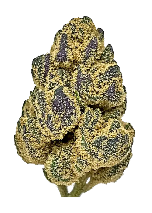 Pineapple Cake, ananas aroması ve rahatlatıcı etkileriyle bilinen Indica ağırlıklı bir hibrit türdür. Orta seviyedeki THC içeriğiyle öne çıkar. Özelliklerini keşfedin.